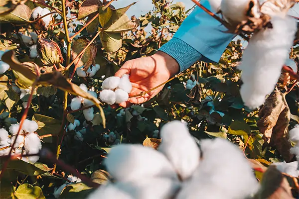 Business Honor U.S. Cotton Sustainability Milestone